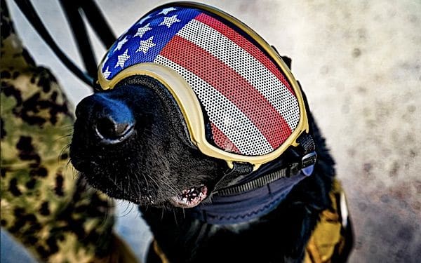 A military working dog prepares to fly on a Marine Corps CH-53E at Joint Base McGuire-Dix-Lakehurst, New Jersey, Oct.16, 2022. The joint training allowed military working dogs to become familiar with traveling by helicopter, a skillset required for bomb detection in deployed environments only accessible by air transportation. (U.S. Air Force photo by Senior Airman Matt Porter)