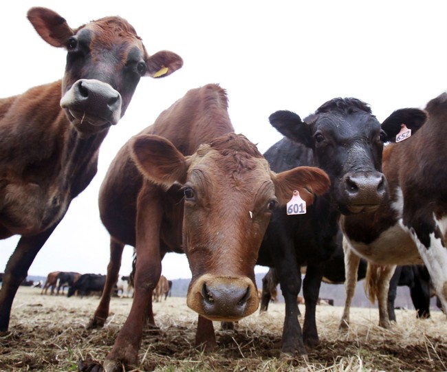 Colorado Deploys New Wildfire-Prevention Tool: Cows – RedState