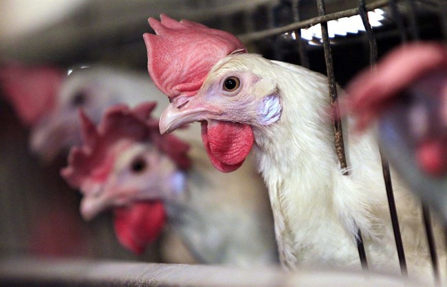 Florida Woman Allegedly Attacks Driver for Running Over Chicken Crossing the Road – RedState