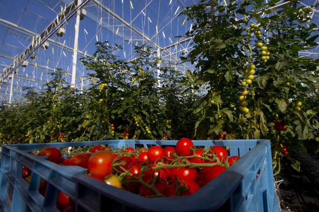 How Trump Tariffs Boosted Production and Profits for American Tomato Farmers – RedState