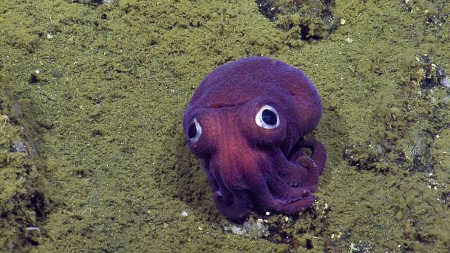 Ivy League Science Spectacular Spots Queerness 'Through the Lens of Deep-Sea Creatures' – RedState