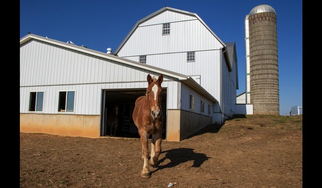 The Horse Is Out of the Barn – RedState