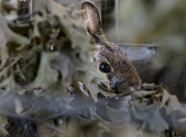 Jackalopes? Rabbits Suddenly Growing 'Horns' in Colorado Isn't As Alarming As You Might Think. – RedState