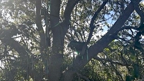 The U.S. Secret Service discovered a hunting stand near Palm Beach International Airport frequented by President Donald Trump. (U.S. Secret Service photo)