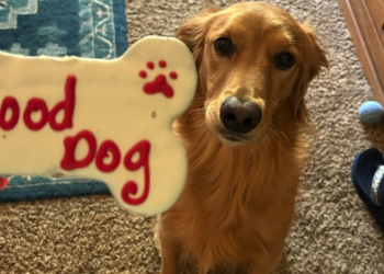 Dogs Don't Care About Your Politics – RedState