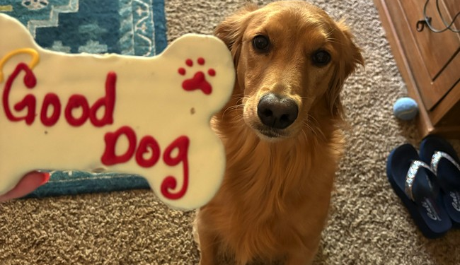 Dogs Don't Care About Your Politics – RedState