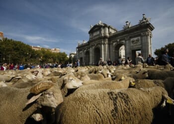 Streets of Madrid Jammed With Sheep, and That's Too Ba-a-a-ad – RedState