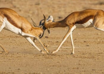 William Lane Craig debates Daniel Came: Does God exist?