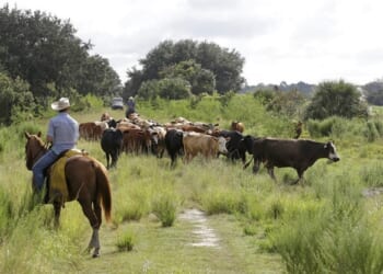 What’s the Beef? Trump Wants Short Term Fixes; Long Term Fixes Are Much More Difficult – RedState