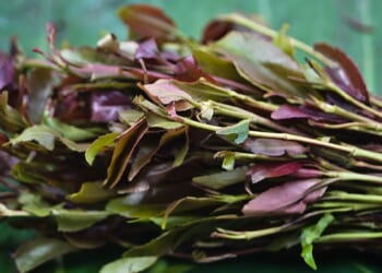 Feds Seizing More of Little-Known Narcotic