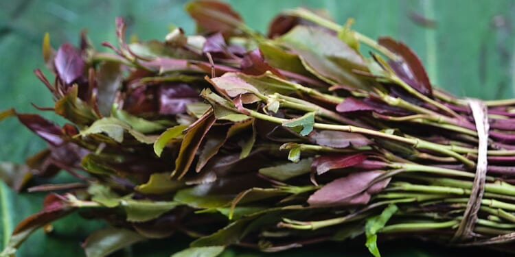 Feds Seizing More of Little-Known Narcotic