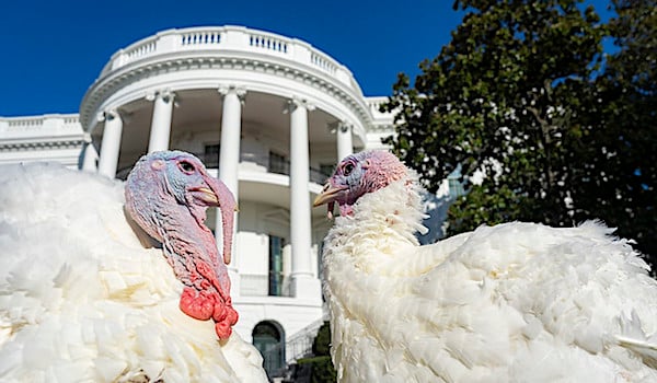 Media are wrong about pardons for 2020 presidential electors * WorldNetDaily * by Andy Schlafly