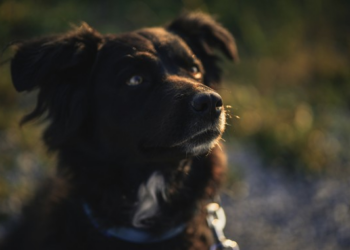 Your Pets May Now Be Secret Climate Culprits