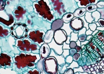 Biochemist Michael Behe lectures on Darwinian evolution at Cornell University