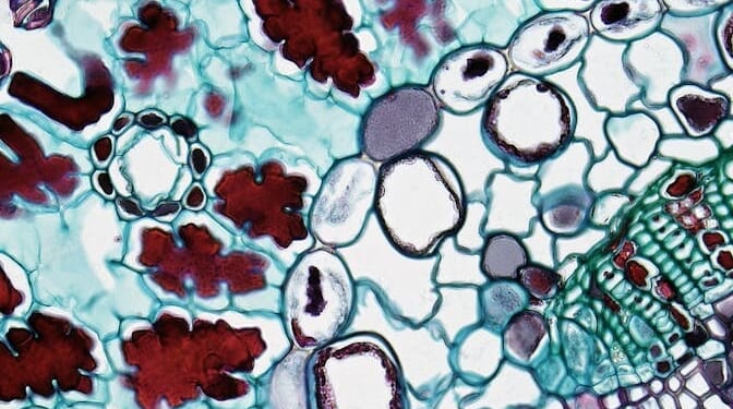 Biochemist Michael Behe lectures on Darwinian evolution at Cornell University