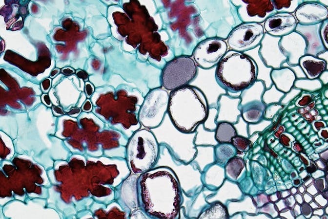 Biochemist Michael Behe lectures on Darwinian evolution at Cornell University