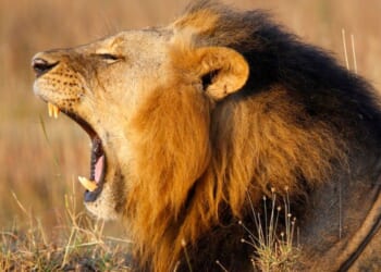 Watch man mauled to death after climbing into zoo's lion enclosure * WorldNetDaily * by Jim Hoft, The Gateway Pundit