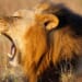 Watch man mauled to death after climbing into zoo's lion enclosure * WorldNetDaily * by Jim Hoft, The Gateway Pundit