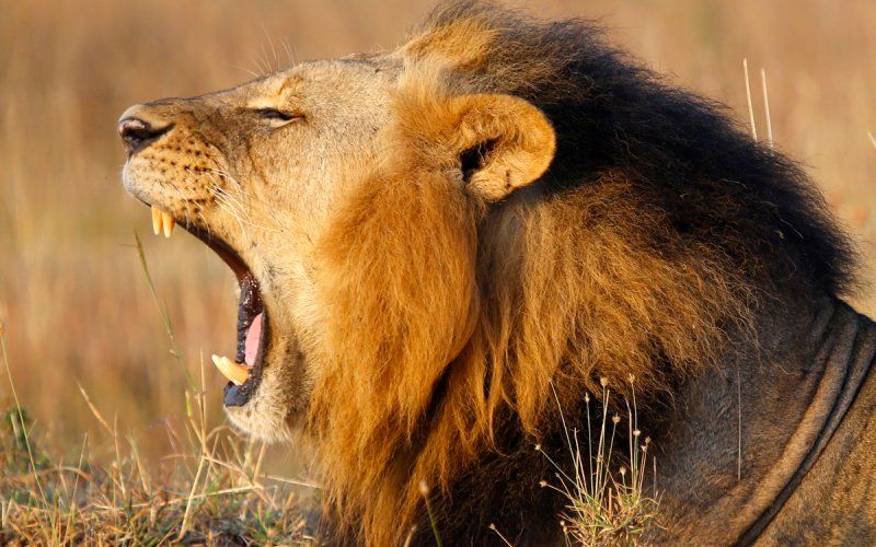 Watch man mauled to death after climbing into zoo's lion enclosure * WorldNetDaily * by Jim Hoft, The Gateway Pundit