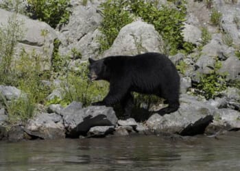 Altadena Man Hosts Bear Nightmare – RedState