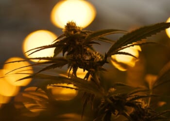 Chinese Organized Crime and the US Cannabis Market