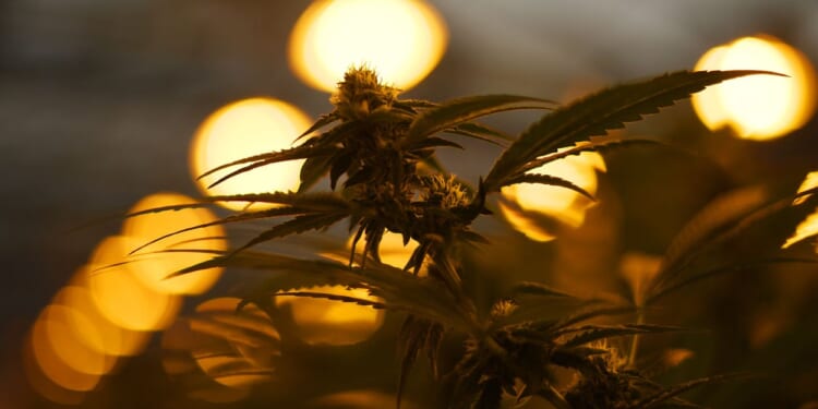 Chinese Organized Crime and the US Cannabis Market