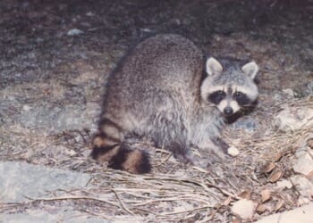 Drunken Raccoon Shatters Scotches and Passes Out – RedState