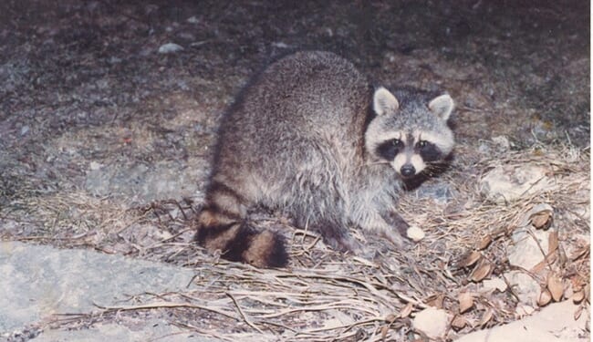 Drunken Raccoon Shatters Scotches and Passes Out – RedState