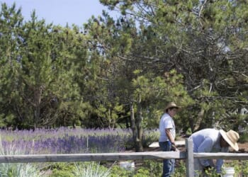 In the Latest Illegal Immigrant Sob Story, NY Times Hilariously Laments, 'Who Will Cut the Shrubs?' – RedState