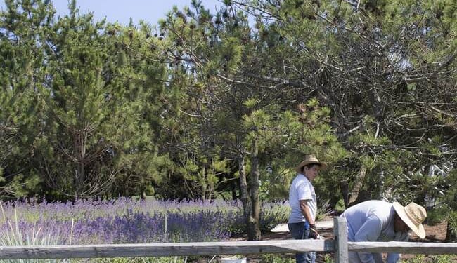 In the Latest Illegal Immigrant Sob Story, NY Times Hilariously Laments, 'Who Will Cut the Shrubs?' – RedState