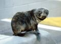 So, a Seal Walks Into a Bar... – RedState