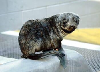 So, a Seal Walks Into a Bar... – RedState