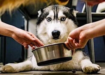 (Photo by Xingchen Yan on Unsplash)