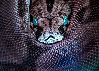 (Photo by Jan Kopřiva on Unsplash)