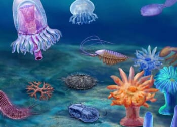 New study: Can the introduction of oxygen explain the Cambrian explosion?