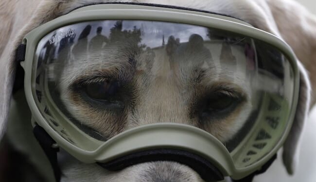 Yellow Labrador Rescued From Icy Fate – RedState