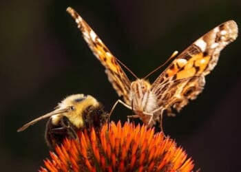 New study: honeybee decision-making shows evidence of intelligent design