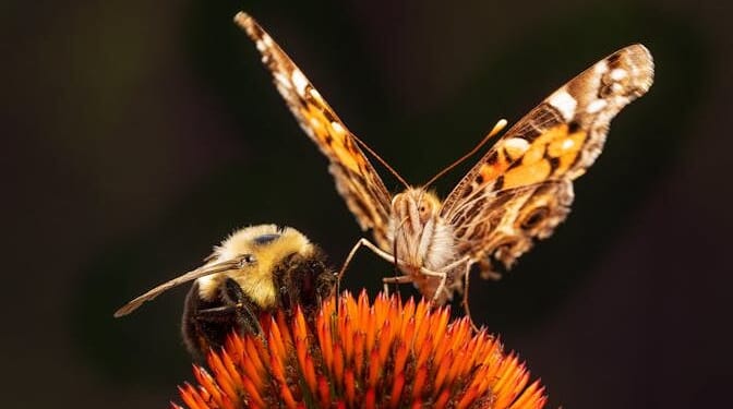 New study: honeybee decision-making shows evidence of intelligent design