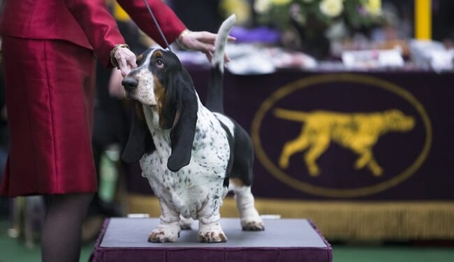 Autistic Boy Who Wandered Away Found Safe, Thanks to K-9 Hero 'Hoot' the Hound Dog – RedState