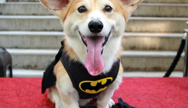 Brave Corgi Leads Pack of Stolen Dogs 11 Miles Along a Busy Chinese Freeway Back to Their Homes – RedState