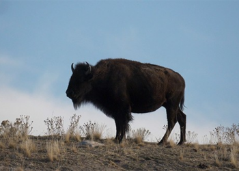 Smithsonian’s Bold New Bronze Bison Tribute to America’s Wild Heart for Her 250th Anniversary – RedState