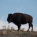 Smithsonian’s Bold New Bronze Bison Tribute to America’s Wild Heart for Her 250th Anniversary – RedState