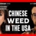 Inside the Chinese-linked cannabis network quietly expanding across rural America * WorldNetDaily * by WND Staff