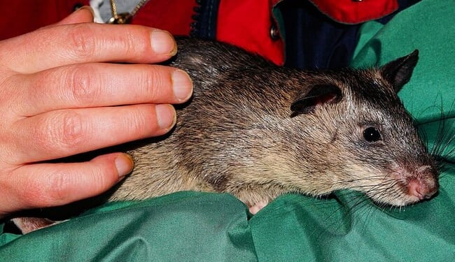 A 6-Foot Statue Honoring Magawa the Hero Rat – RedState