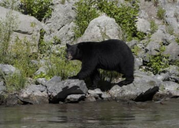 Bear Suit Insurance Fraudsters Sent to the Slammer – RedState