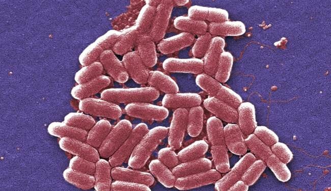 CCP Member and Biology Researcher at U.S. University Guilty in E. Coli DNA Smuggling Scheme From China – RedState