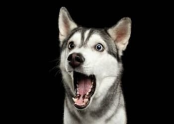 Congressman doubles down on dog-shocking streamer despite anti-Semitism concerns * WorldNetDaily * by Harold Hutchison, Daily Caller News Foundation