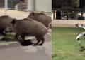 Humanoid robot chases wild boars causing mischief in city * WorldNetDaily * by WND Staff