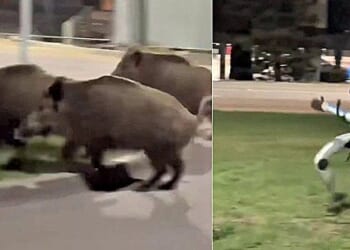 Humanoid robot chases wild boars causing mischief in city * WorldNetDaily * by WND Staff