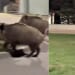Humanoid robot chases wild boars causing mischief in city * WorldNetDaily * by WND Staff